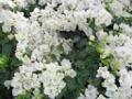 Nice Egyptian flowers